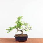 Bonsai Ulmus Parvifolia - Chinese Iep