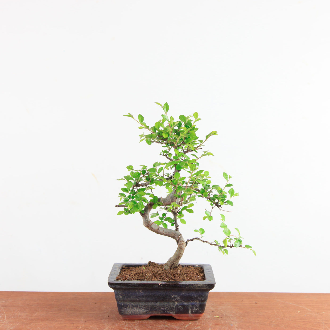 Bonsai Ulmus Parvifolia - Chinese Iep