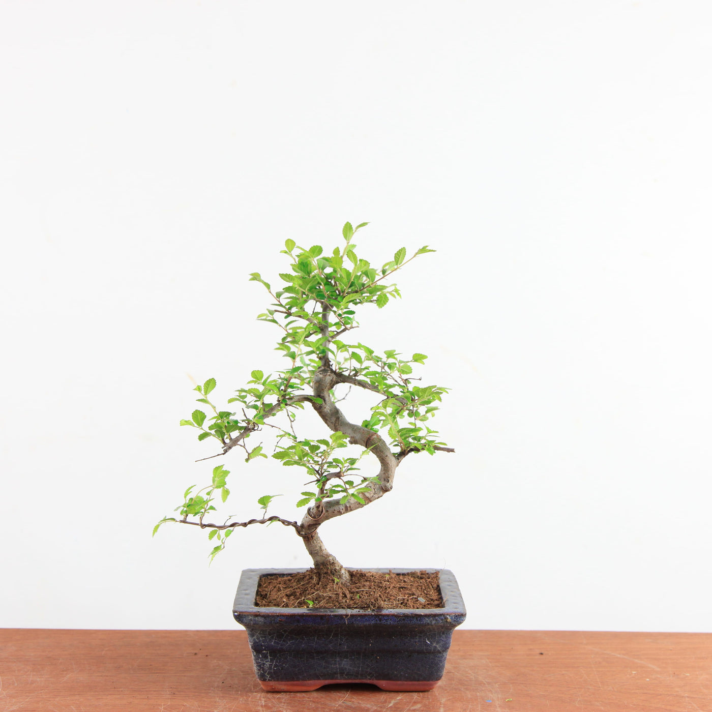 Bonsai Ulmus Parvifolia - Chinese Iep