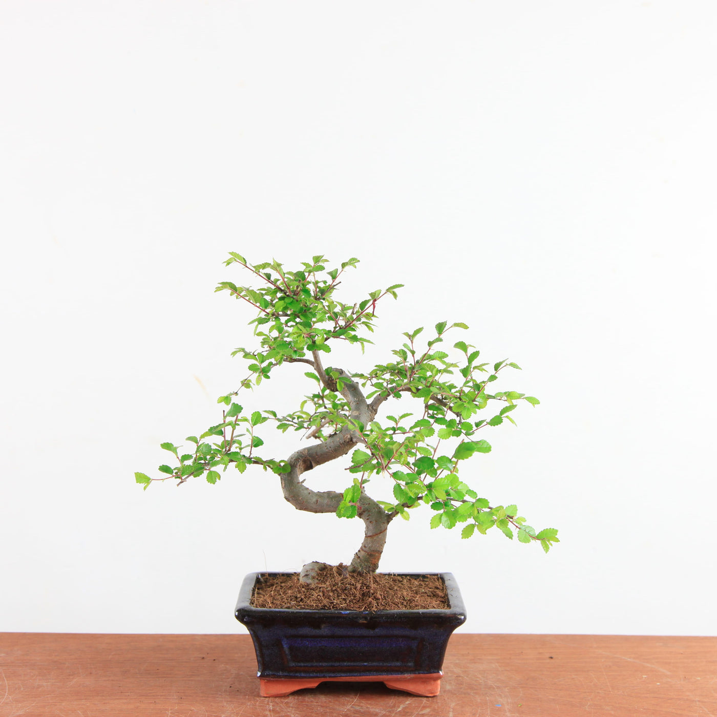 Bonsai Ulmus Parvifolia - Chinese Iep