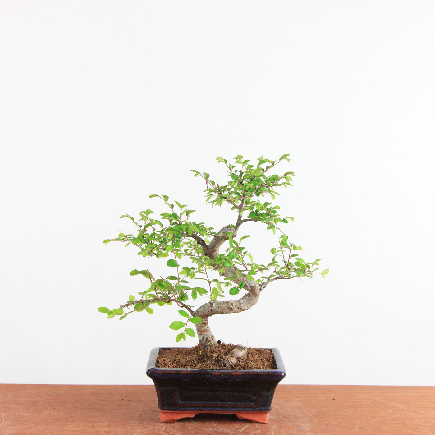Bonsai Ulmus Parvifolia - Chinese Iep