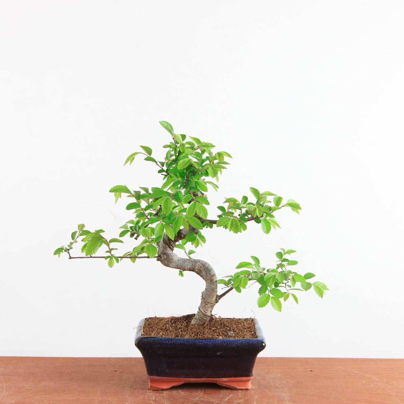 Bonsai Ulmus Parvifolia - Chinese Iep