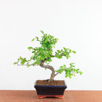 Bonsai Ulmus Parvifolia - Chinese Iep