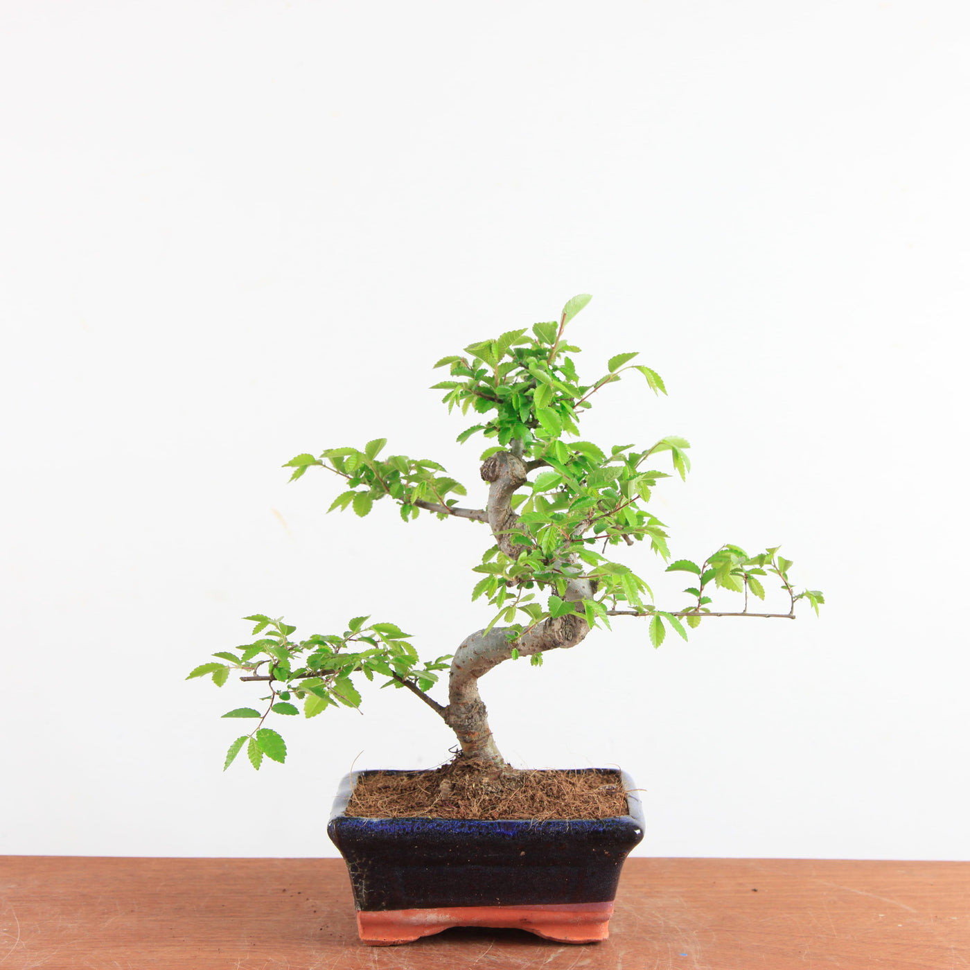 Bonsai Ulmus Parvifolia - Chinese Iep