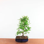 Bonsai Ulmus Parvifolia - Chinese Iep