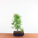 Bonsai Ulmus Parvifolia - Chinese Iep