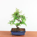 Bonsai Ulmus Parvifolia - Chinese Iep
