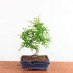 Bonsai Ulmus Parvifolia - Chinese Iep