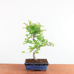 Bonsai Ulmus Parvifolia - Chinese Iep