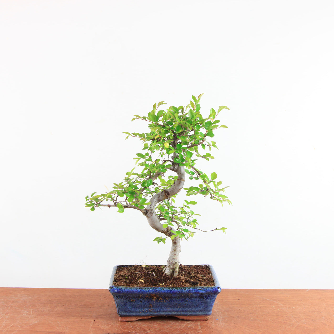 Bonsai Ulmus Parvifolia - Chinese Iep
