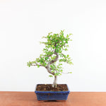 Bonsai Ulmus Parvifolia - Chinese Iep