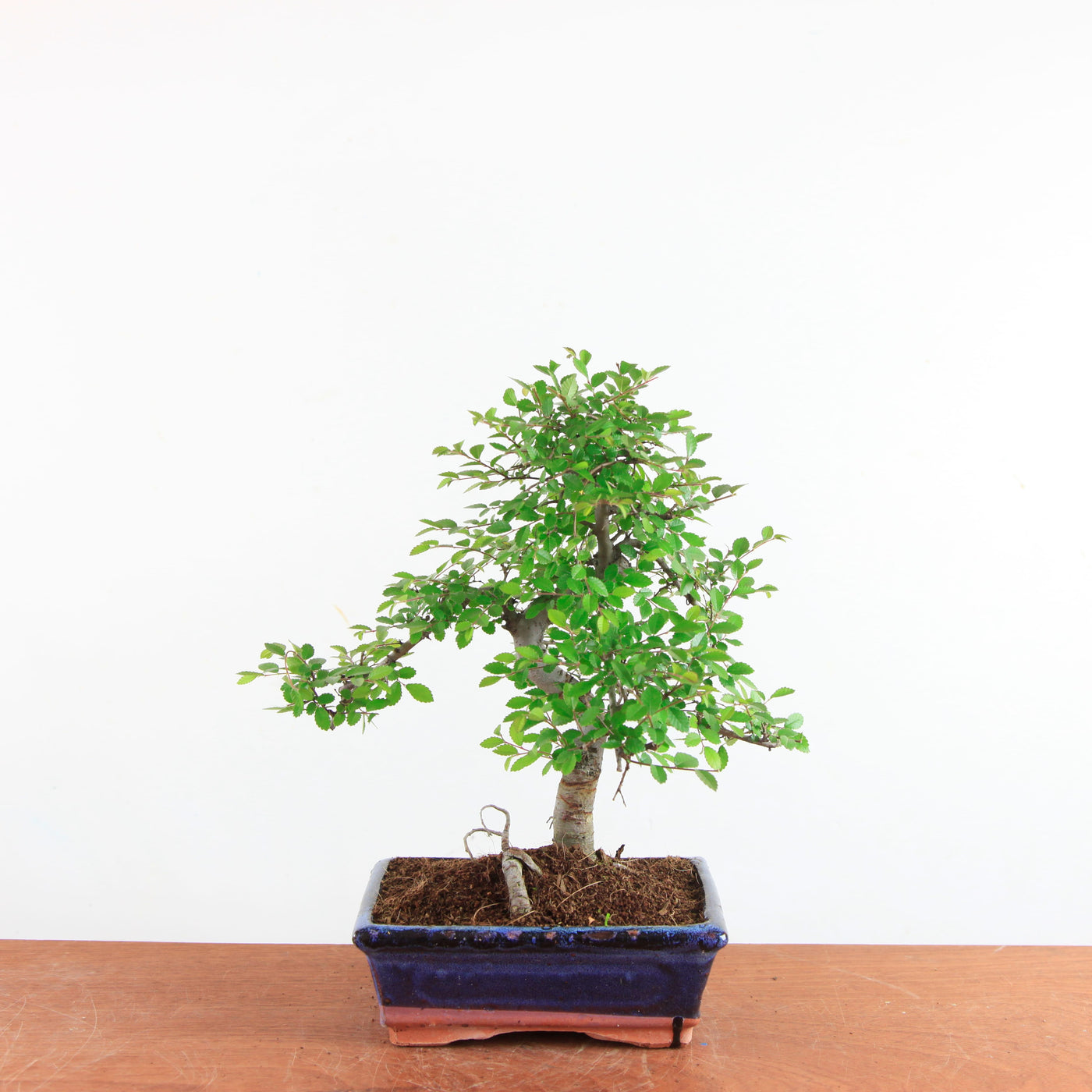 Bonsai Ulmus Parvifolia - Chinese Iep