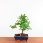 Bonsai Ulmus Parvifolia - Chinese Iep
