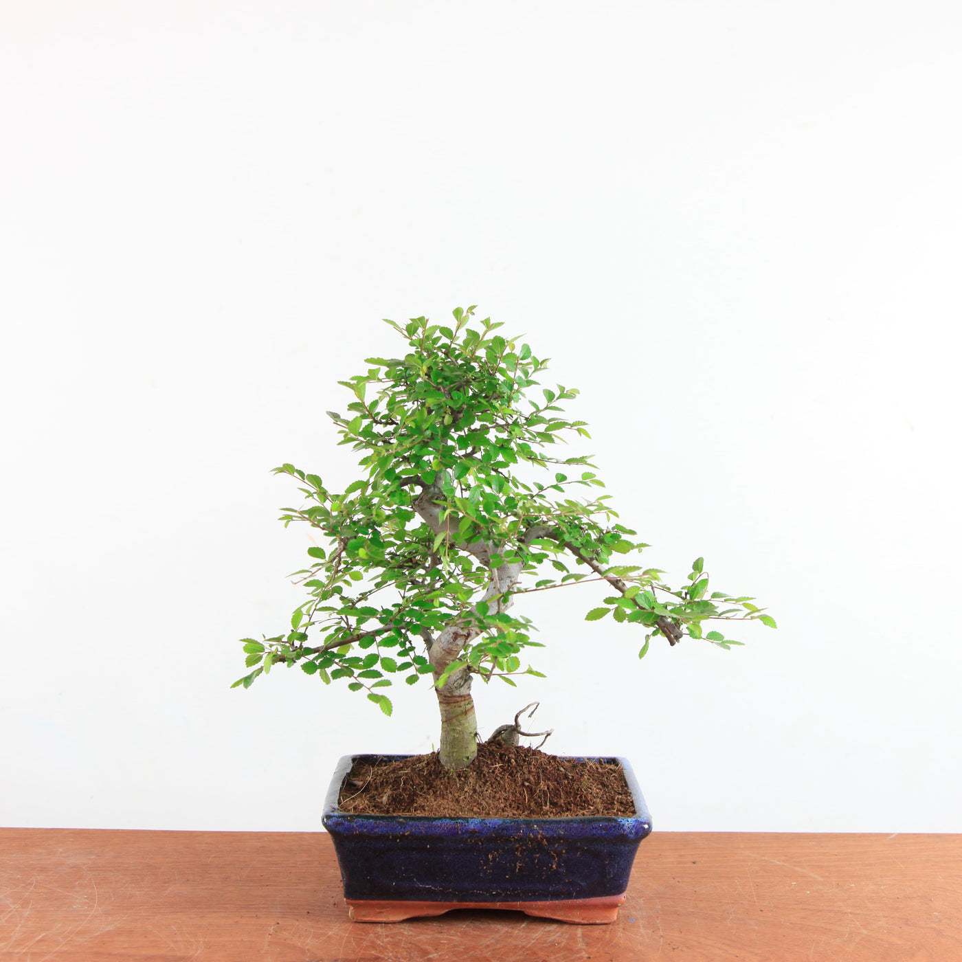 Bonsai Ulmus Parvifolia - Chinese Iep