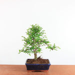 Bonsai Ulmus Parvifolia - Chinese Iep