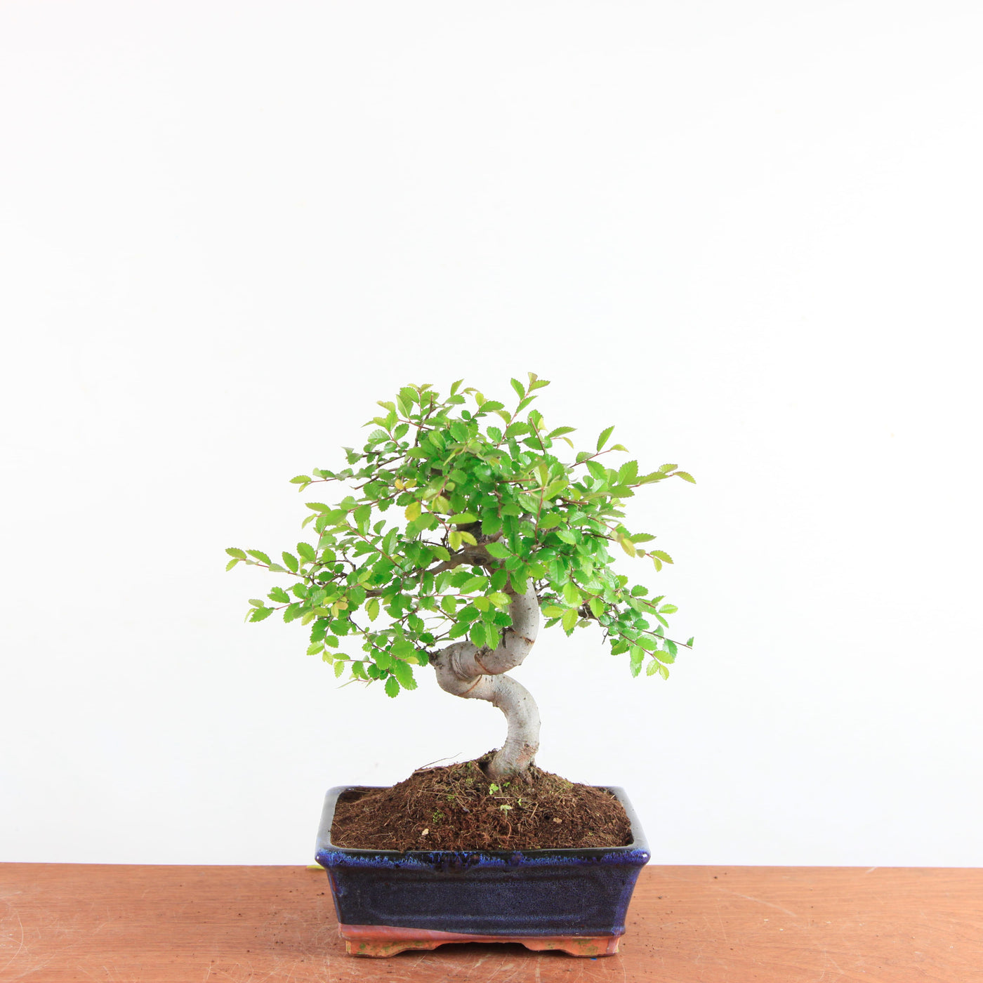 Bonsai Ulmus Parvifolia - Chinese Iep