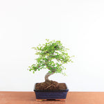 Bonsai Ulmus Parvifolia - Chinese Iep