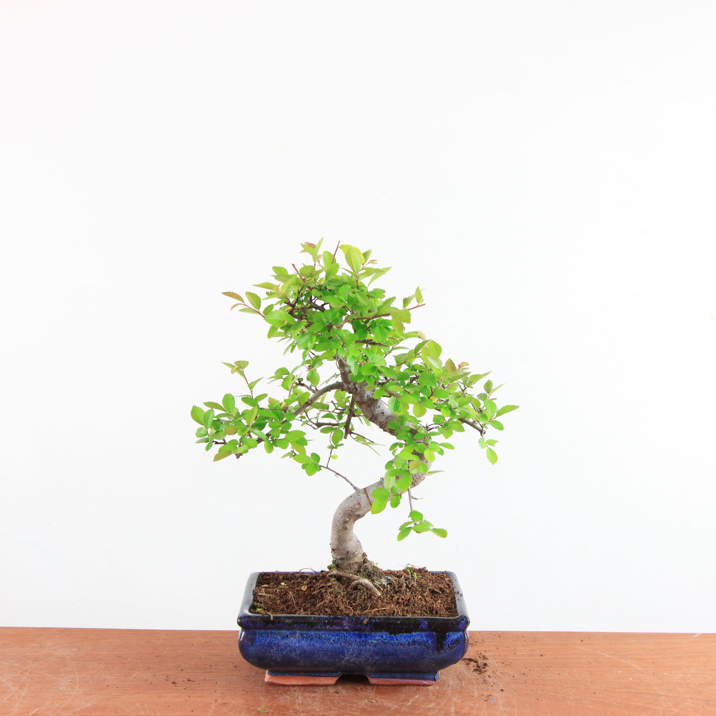 Bonsai Ulmus Parvifolia - Chinese Iep