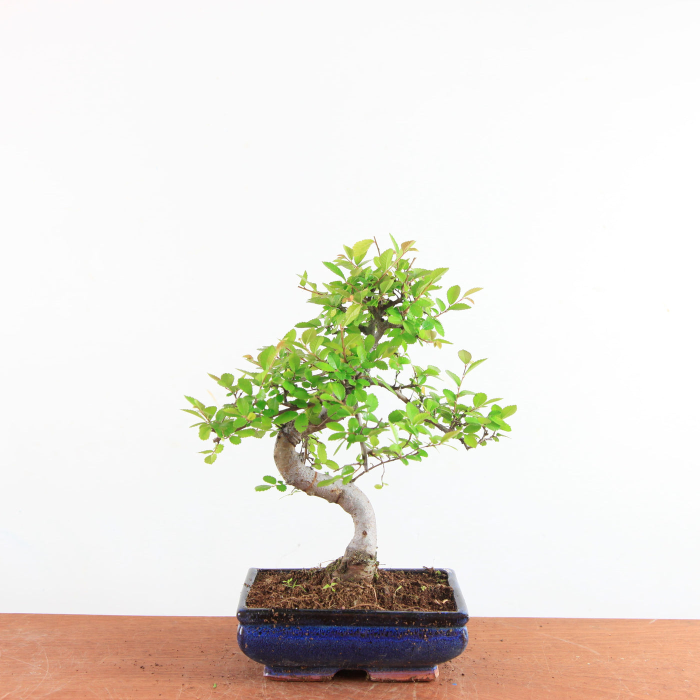 Bonsai Ulmus Parvifolia - Chinese Iep