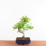 Bonsai Ulmus Parvifolia - Chinese Iep