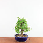 Bonsai Ulmus Parvifolia ‘Kurkbast’