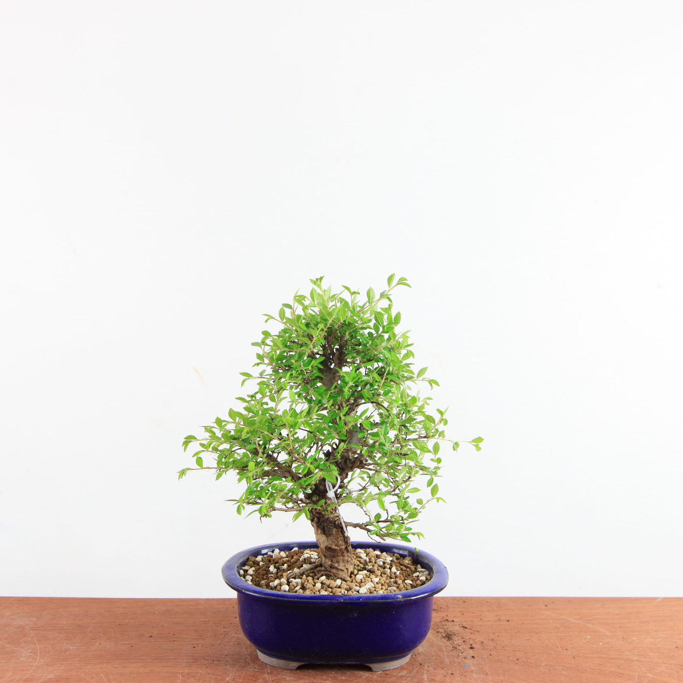 Bonsai Ulmus Parvifolia ‘Kurkbast’