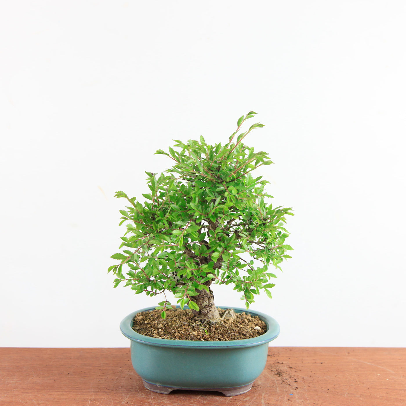 Bonsai Ulmus Parvifolia ‘Kurkbast’