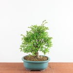 Bonsai Ulmus Parvifolia ‘Kurkbast’