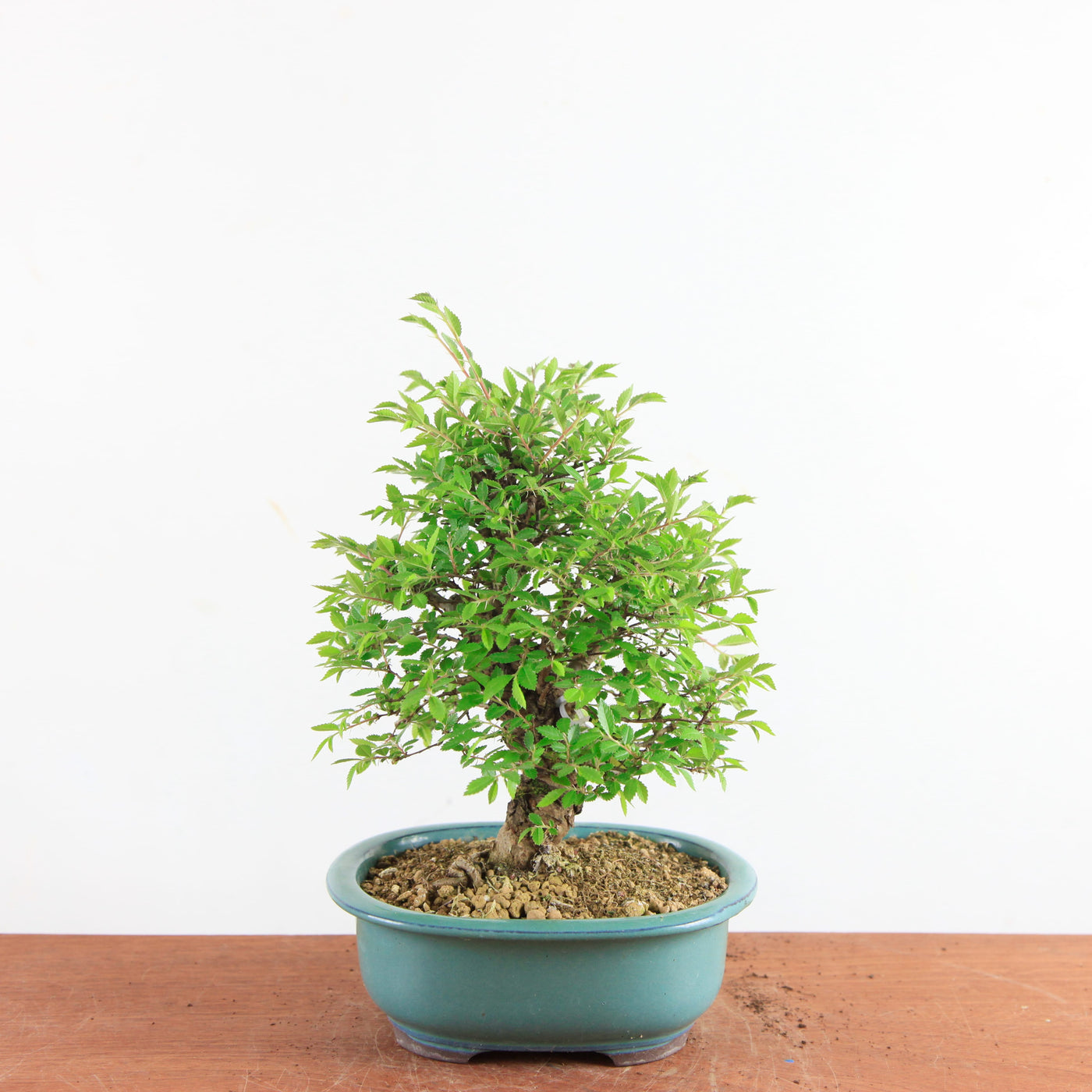 Bonsai Ulmus Parvifolia ‘Kurkbast’