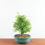 Bonsai Ulmus Parvifolia ‘Kurkbast’