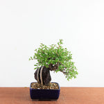 Bonsai Ulmus Parvifolia ‘Kurkbast’ op Steen