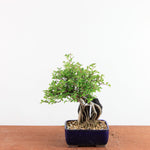 Bonsai Ulmus Parvifolia ‘Kurkbast’ op Steen