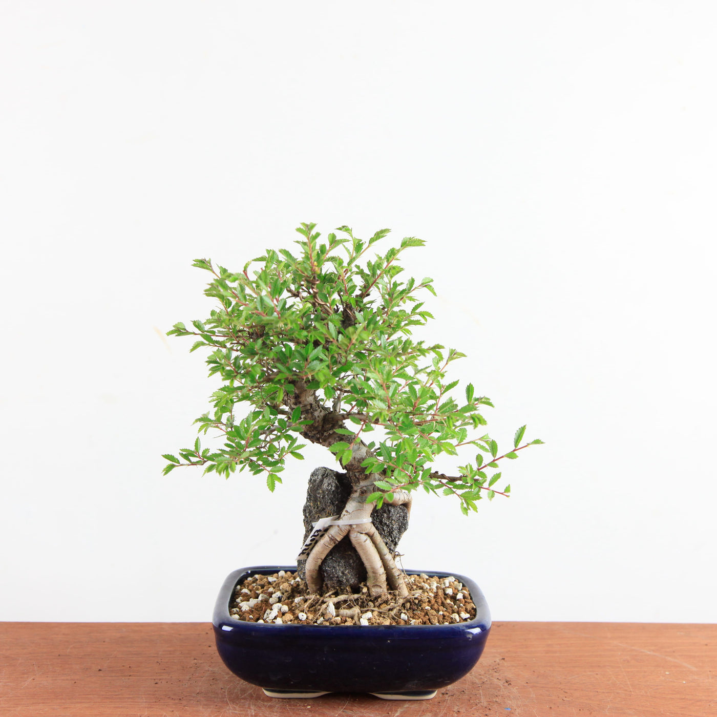 Bonsai Ulmus Parvifolia ‘Kurkbast’ op Steen