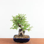 Bonsai Ulmus Parvifolia ‘Kurkbast’ op Steen