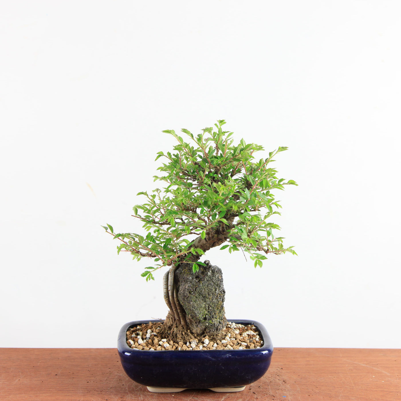 Bonsai Ulmus Parvifolia ‘Kurkbast’ op Steen