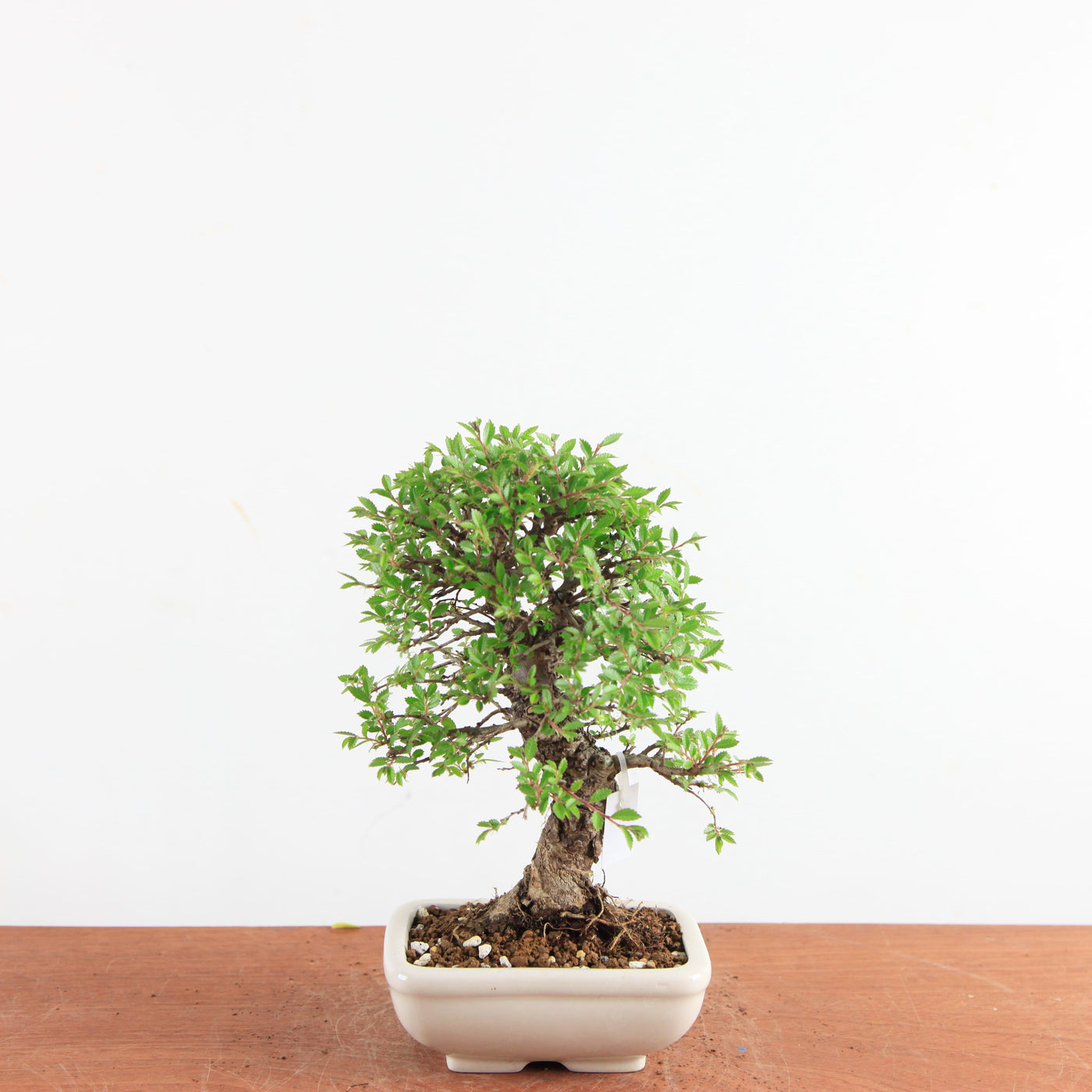 Bonsai Ulmus Parvifolia ‘Kurkbast’
