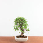 Bonsai Ulmus Parvifolia ‘Kurkbast’