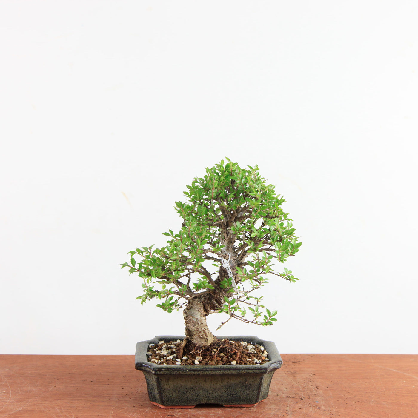 Bonsai Ulmus Parvifolia ‘Kurkbast’