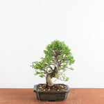 Bonsai Ulmus Parvifolia ‘Kurkbast’