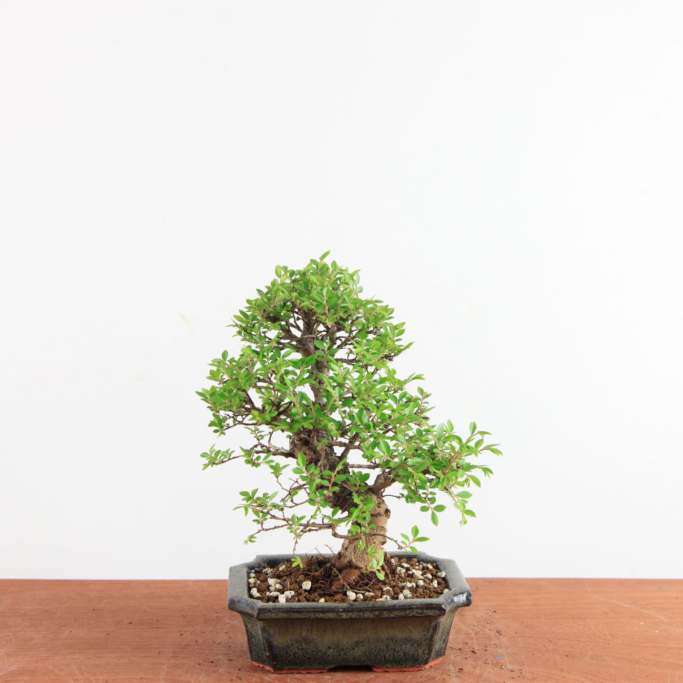 Bonsai Ulmus Parvifolia ‘Kurkbast’