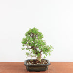 Bonsai Ulmus Parvifolia ‘Kurkbast’