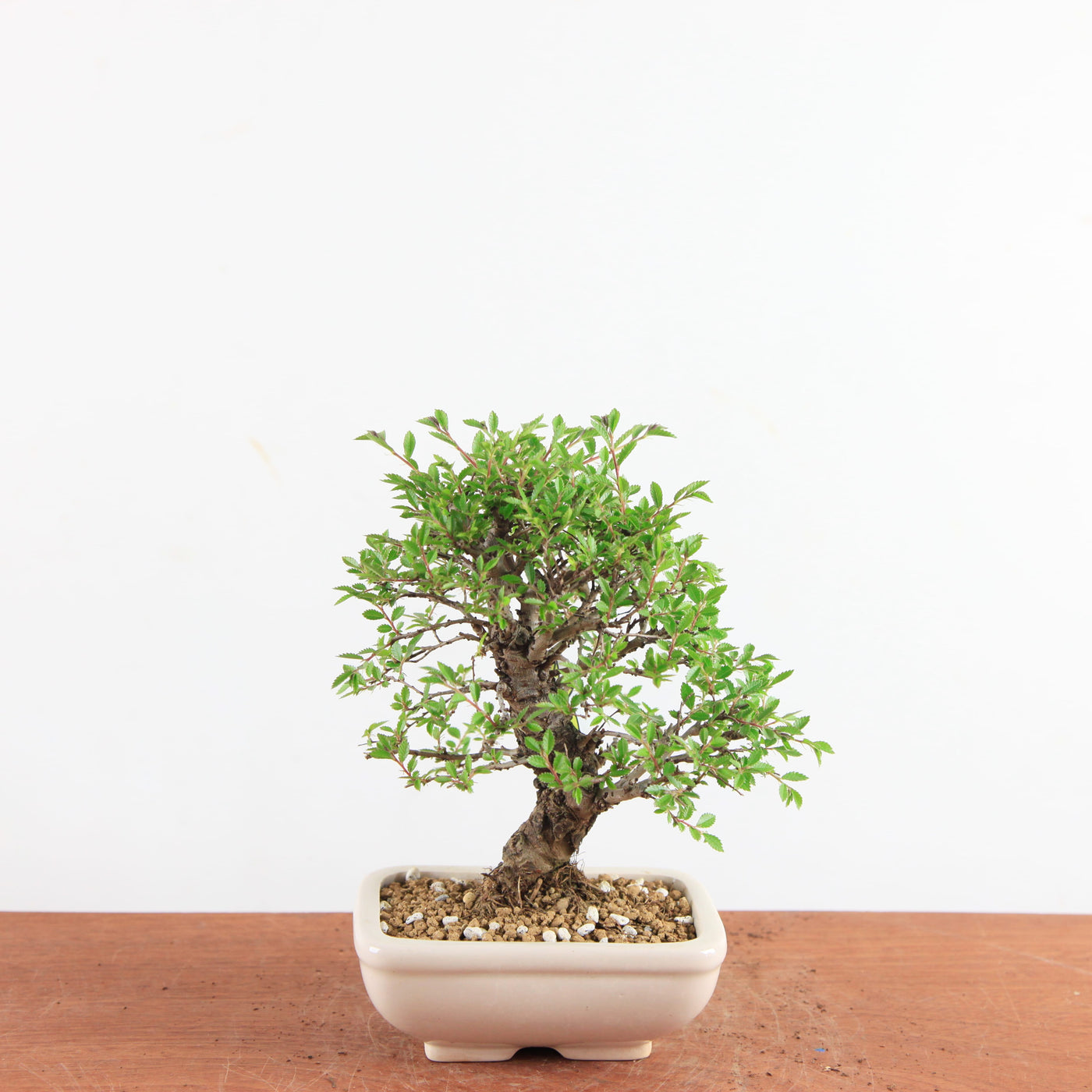 Bonsai Ulmus Parvifolia ‘Kurkbast’