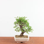 Bonsai Ulmus Parvifolia ‘Kurkbast’