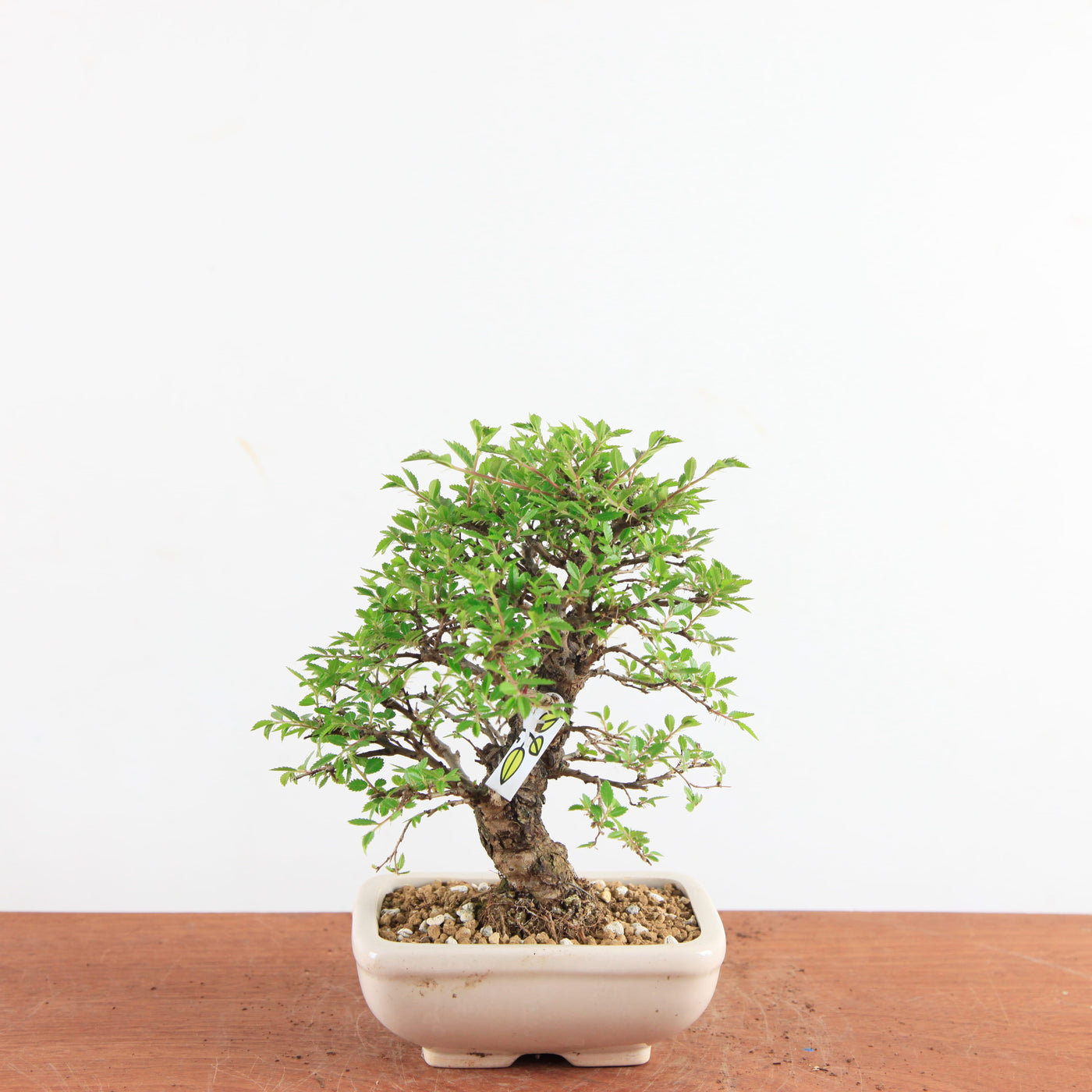 Bonsai Ulmus Parvifolia ‘Kurkbast’