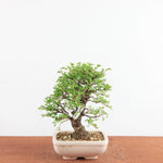 Bonsai Ulmus Parvifolia ‘Kurkbast’