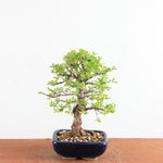 Bonsai Ulmus Parvifolia ‘Kurkbast’