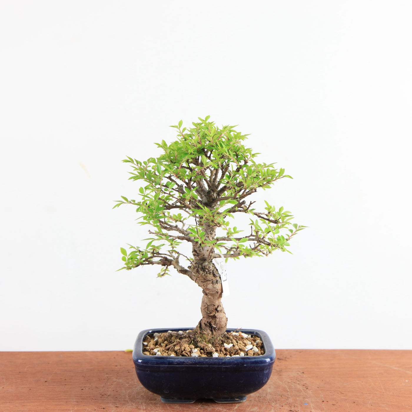 Bonsai Ulmus Parvifolia ‘Kurkbast’