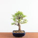 Bonsai Ulmus Parvifolia ‘Kurkbast’