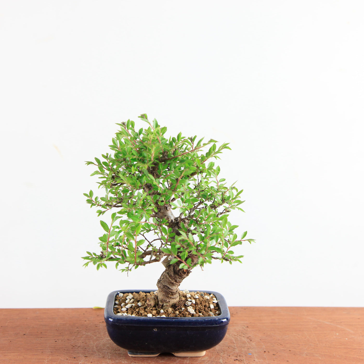 Bonsai Ulmus Parvifolia ‘Kurkbast’