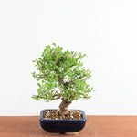 Bonsai Ulmus Parvifolia ‘Kurkbast’